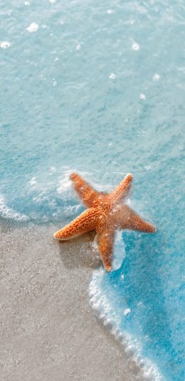[2436x1125]海星 海洋生物 大海 海浪 沙滩 苹果手机壁纸图片