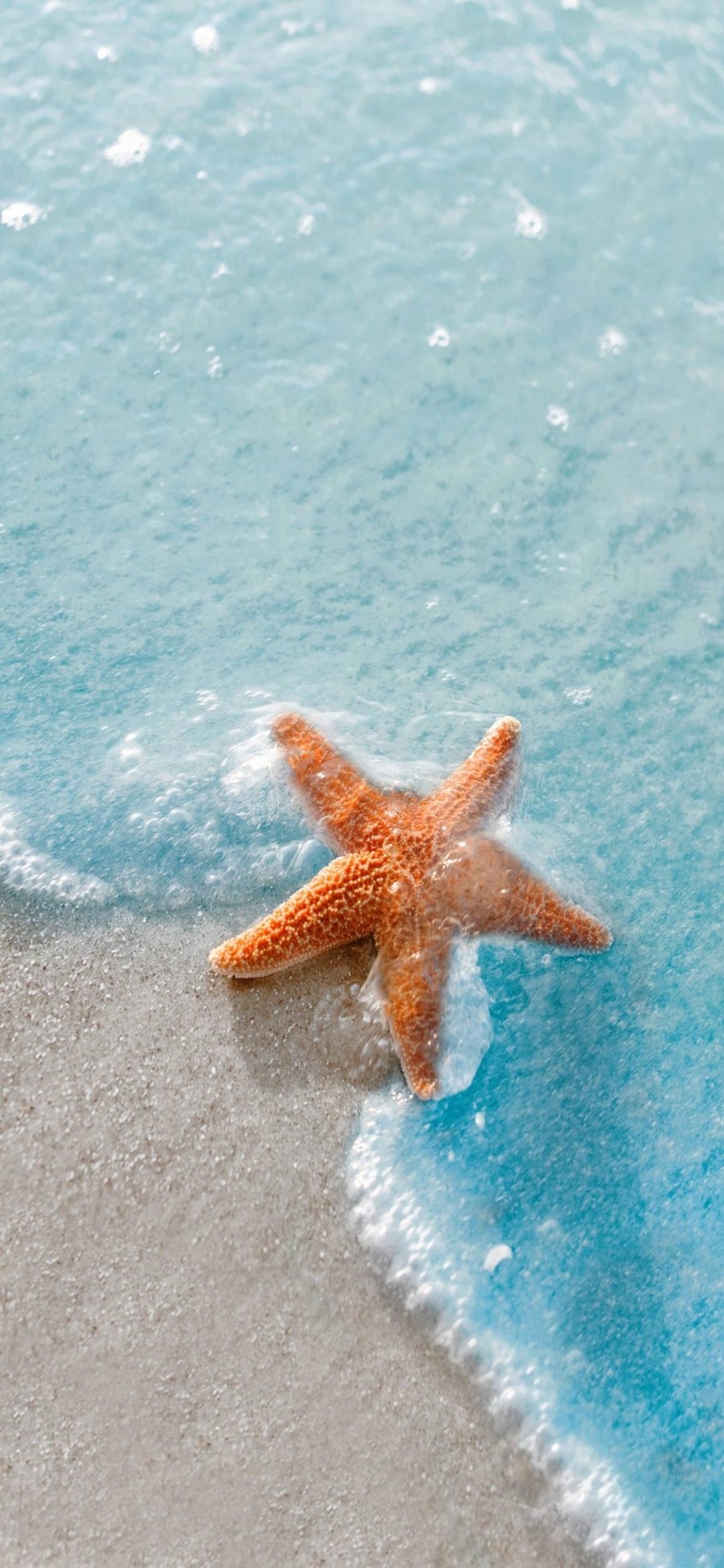 [2436×1125]海星 海洋生物 大海 海浪 沙滩 苹果手机壁纸图片