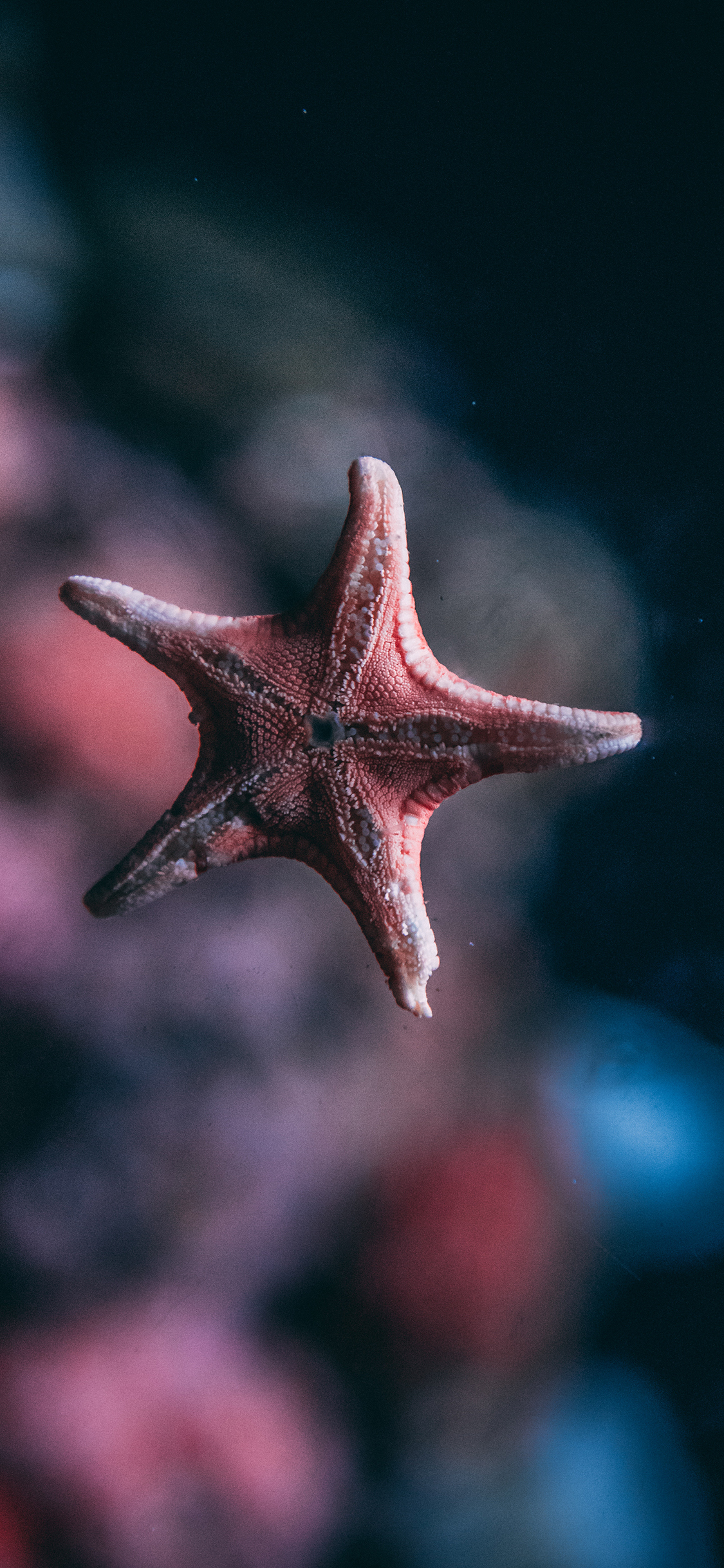 [2436×1125]海星 海洋生物 棘皮 无颈椎 苹果手机壁纸图片