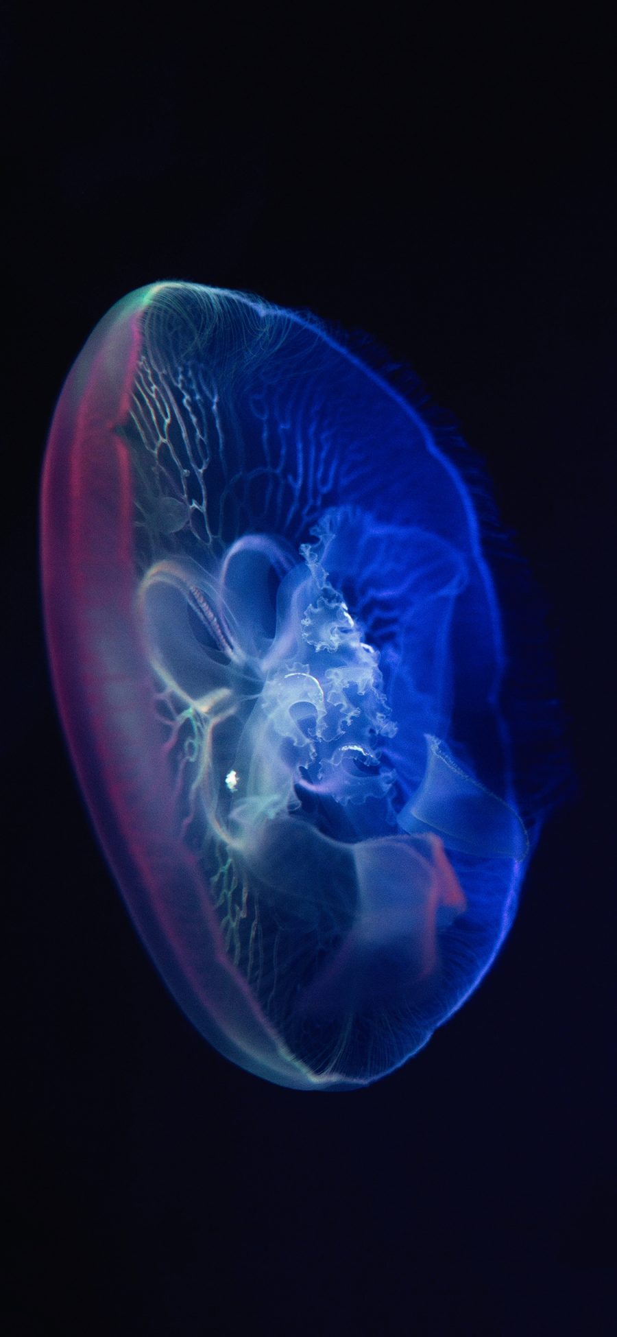 [2436×1125]海洋 浮游生物 水母 海蜇 苹果手机壁纸图片