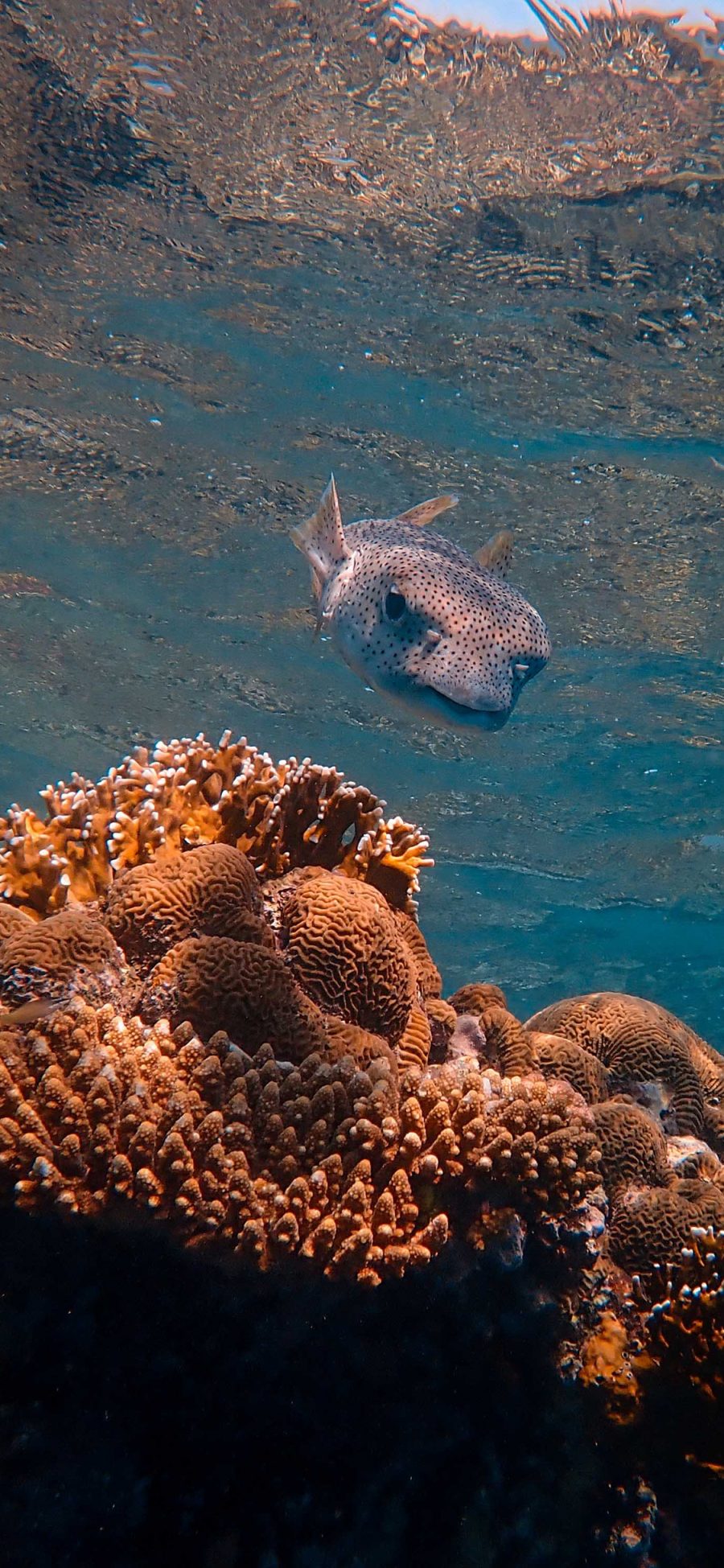 [2436×1125]海洋 海底 珊瑚礁 清澈 鱼类 苹果手机壁纸图片