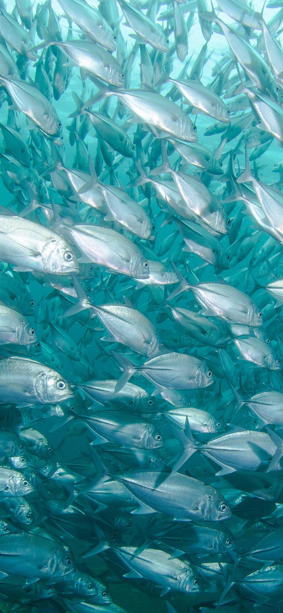[2436×1125]海洋 海鱼 密集 群游 苹果手机壁纸图片