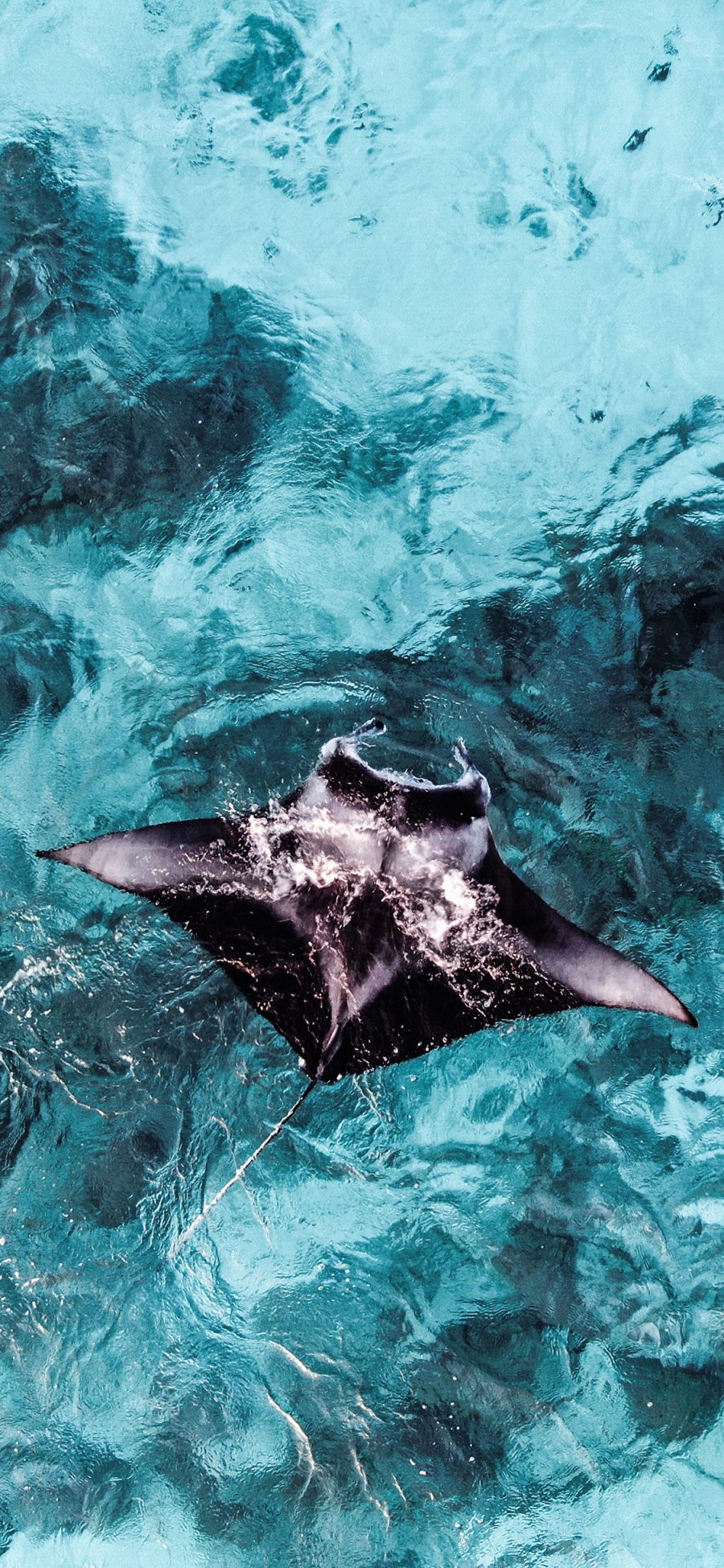 [2436×1125]海洋 深海动物 海鱼 魔鬼鱼 苹果手机壁纸图片