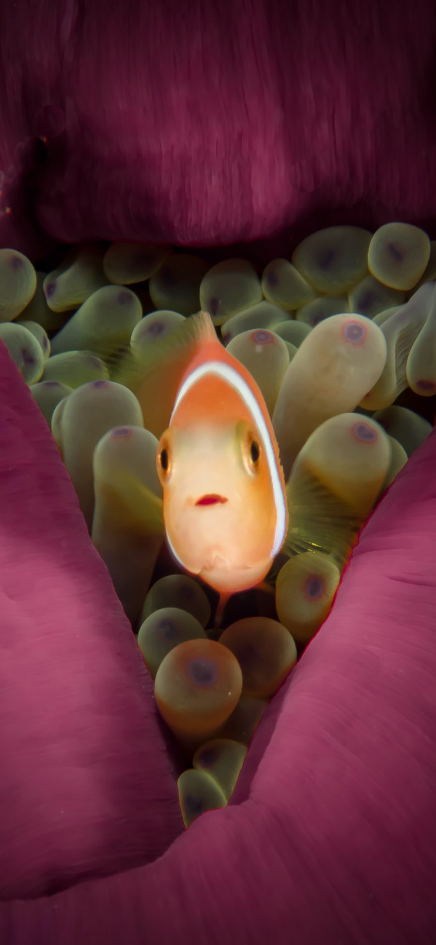 [2436×1125]海洋 珊瑚 小丑鱼 海鱼 苹果手机壁纸图片