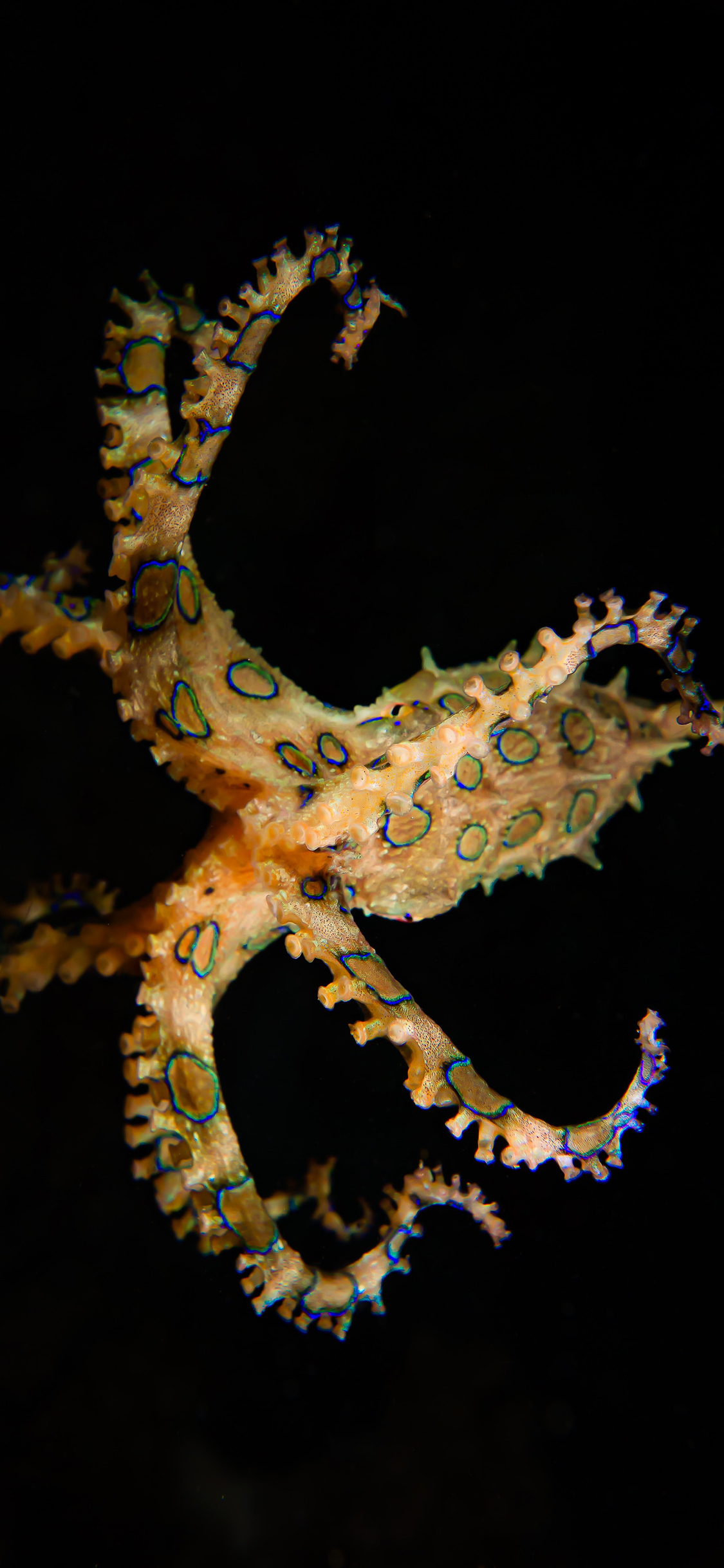 [2436×1125]海洋 生物 八爪鱼 触脚 花纹 苹果手机壁纸图片
