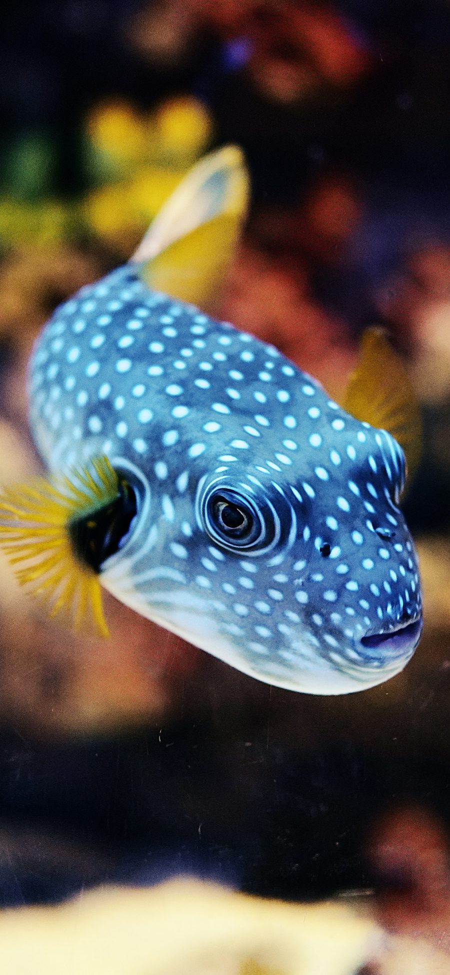 [2436×1125]海洋 生物 海鱼 斑点 苹果手机壁纸图片