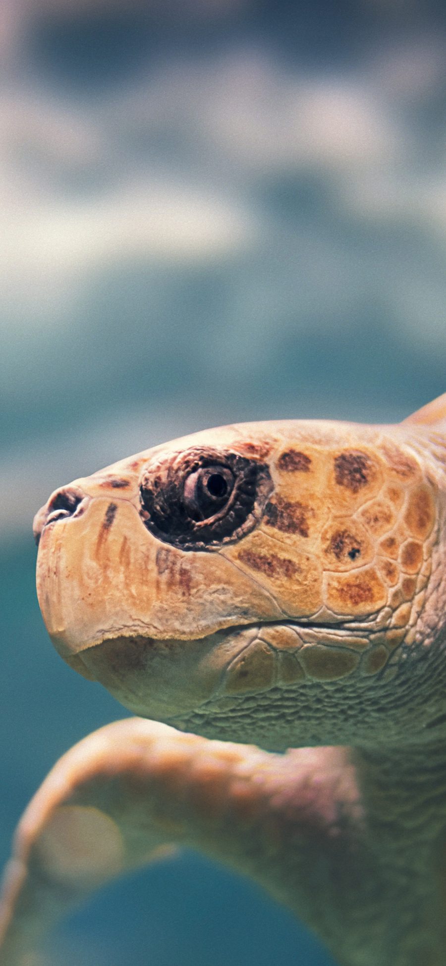 [2436×1125]海洋 生物 海龟 头部 苹果手机壁纸图片