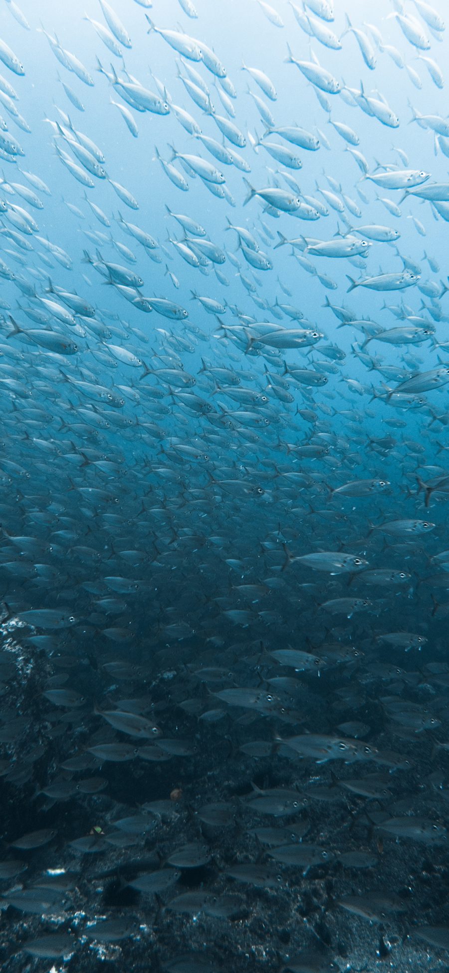 [2436×1125]海洋 生物 鱼群 壮观 苹果手机壁纸图片