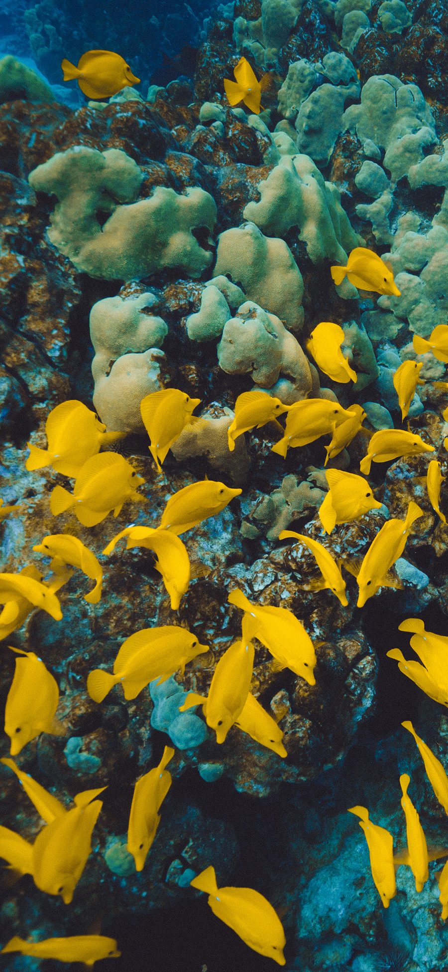 [2436×1125]海洋世界 珊瑚 鱼群 黄色 苹果手机壁纸图片