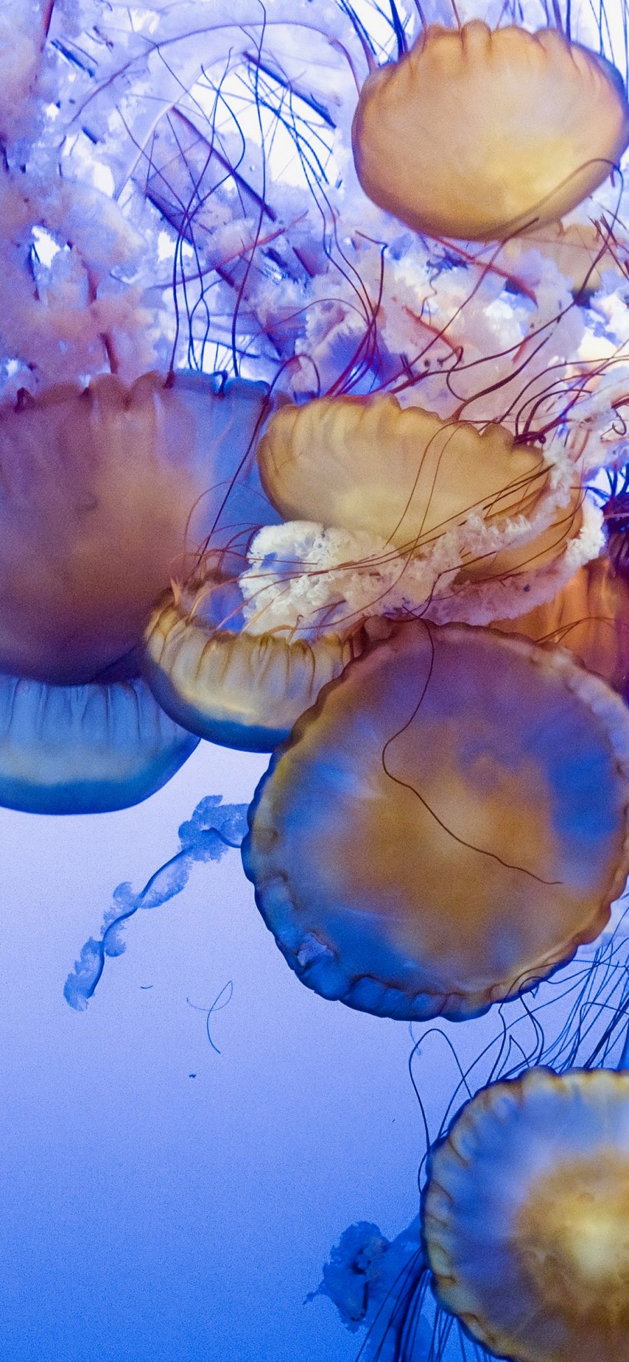 [2436×1125]海洋生物 密集 水母 浮游 苹果手机壁纸图片