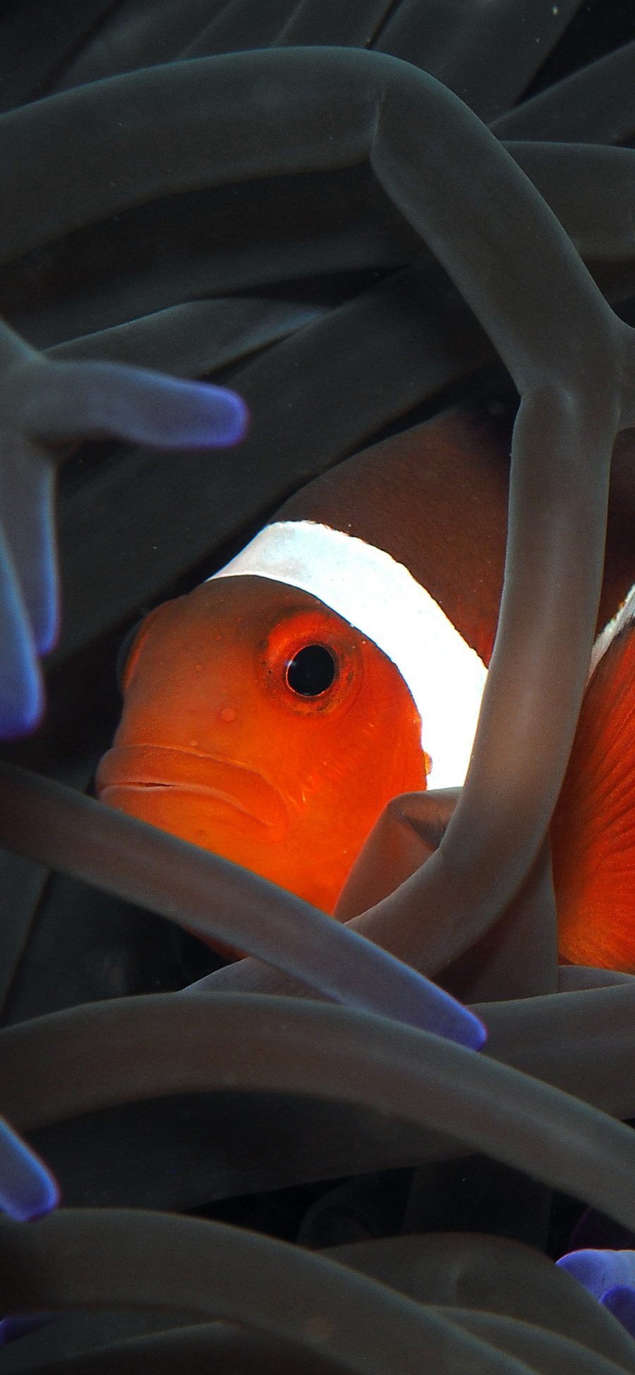 [2436×1125]海洋生物 小丑鱼 观赏鱼 珊瑚丛 苹果手机壁纸图片