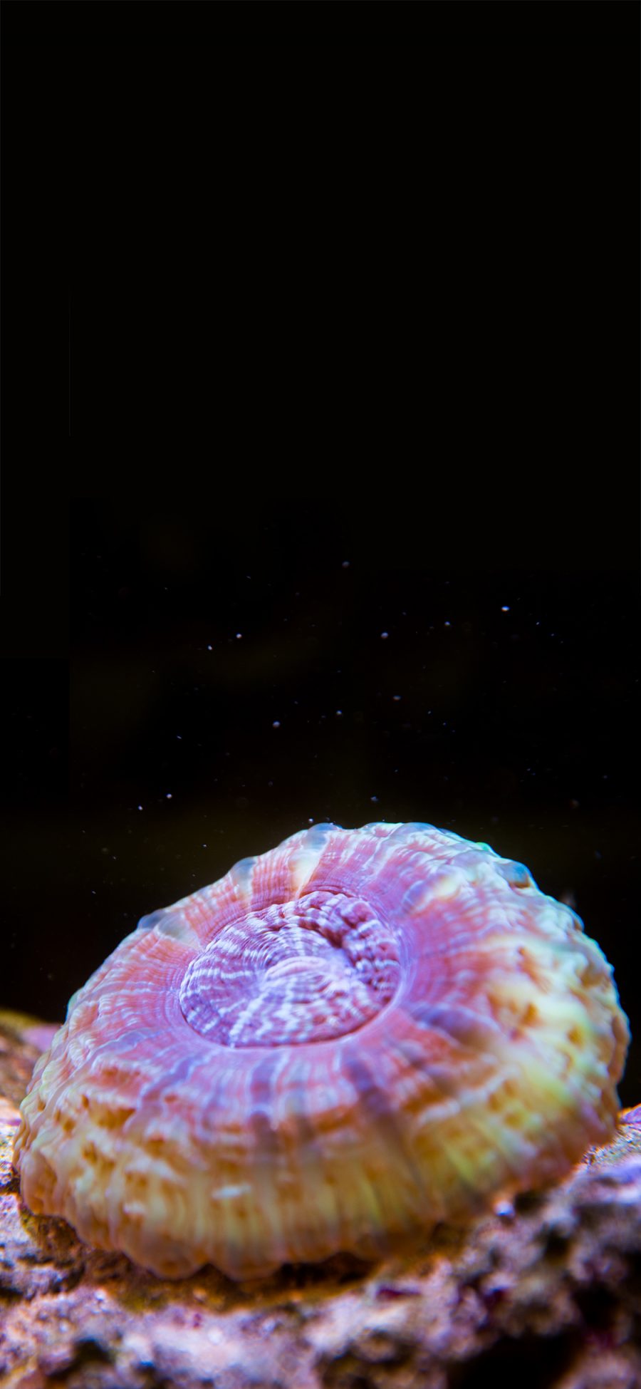 [2436×1125]海洋生物 水母 伞状 苹果手机壁纸图片