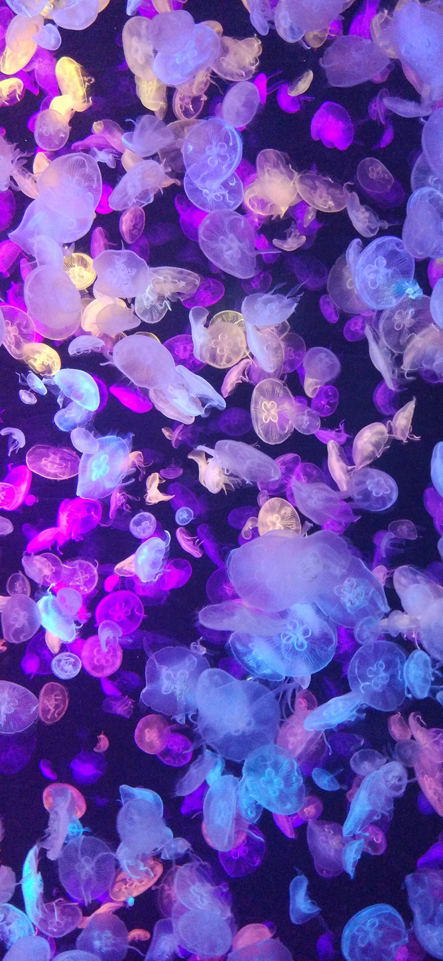 [2436×1125]海洋生物 水母 密集 海蜇 苹果手机壁纸图片