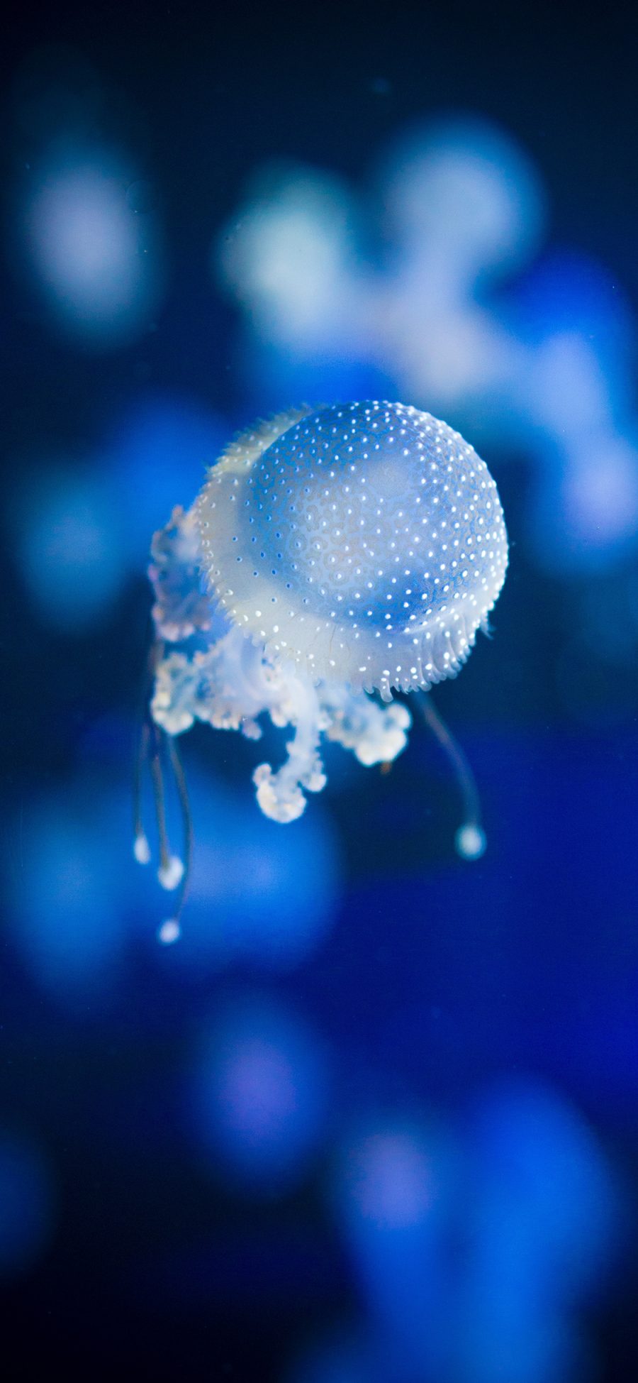 [2436×1125]海洋生物 水母 斑点 透明 苹果手机壁纸图片