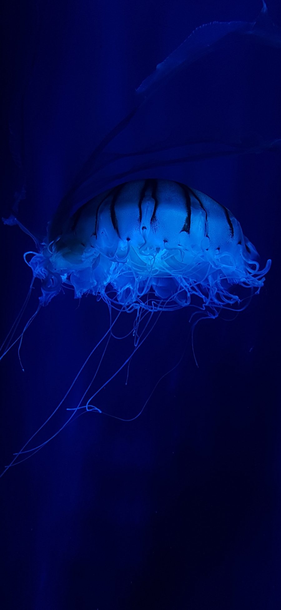 [2436×1125]海洋生物 水母 水蛰 苹果手机壁纸图片