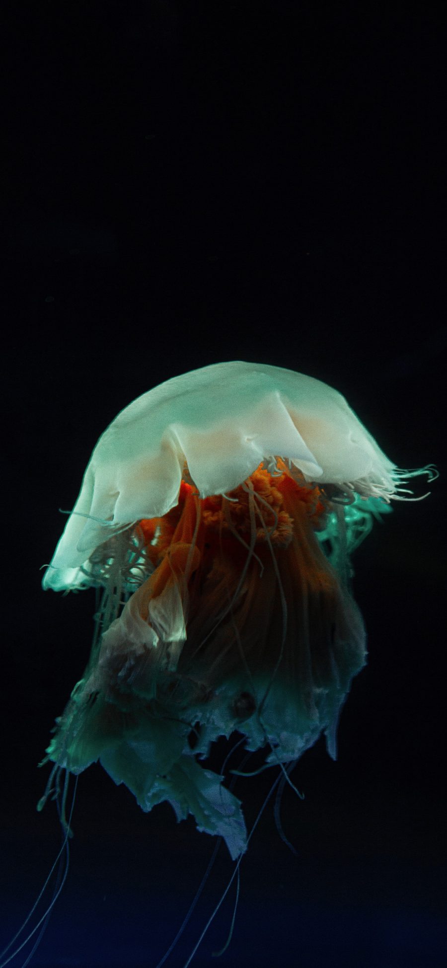 [2436×1125]海洋生物 水母 浮游 海蜇 苹果手机壁纸图片