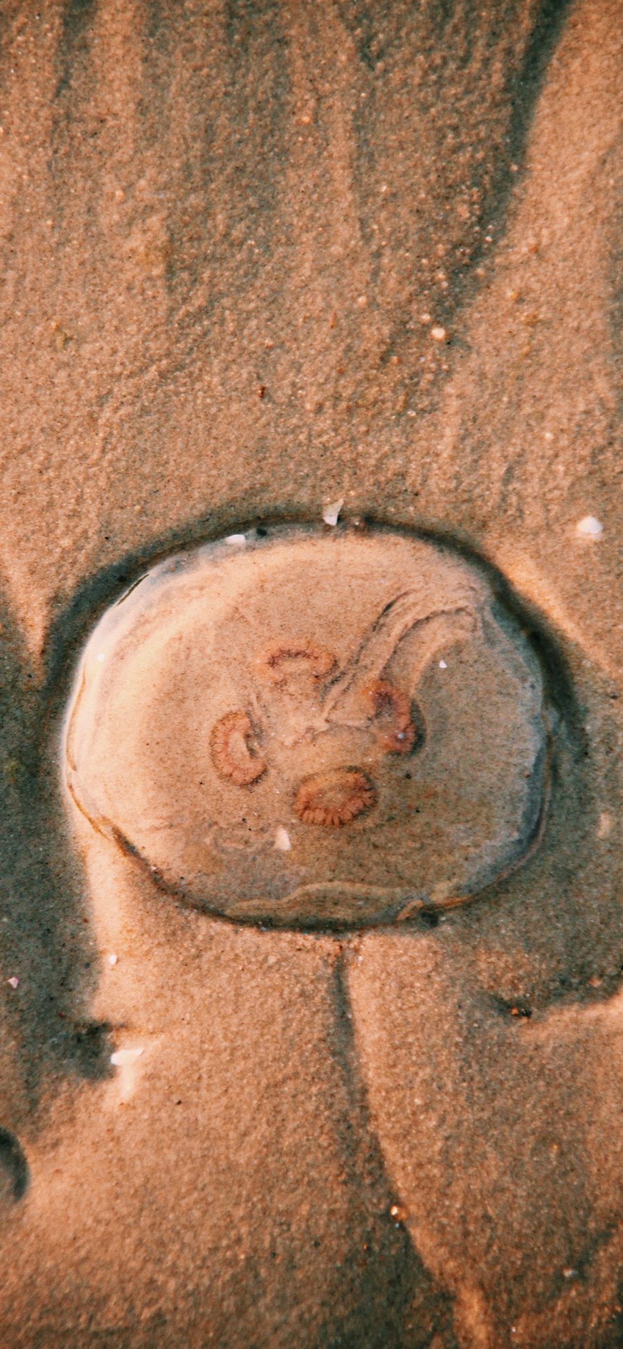 [2436×1125]海洋生物 水母 海蜇 沙滩 苹果手机壁纸图片