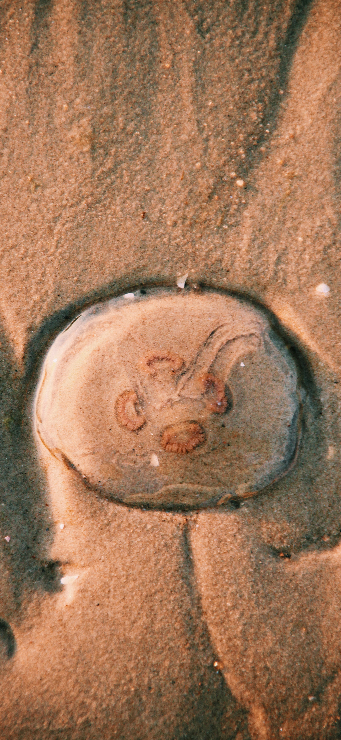 [2436×1125]海洋生物 水母 海蜇 沙滩 苹果手机壁纸图片