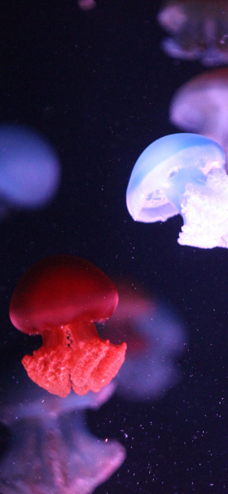[2436×1125]海洋生物 水母 海蜇 浮游 苹果手机壁纸图片
