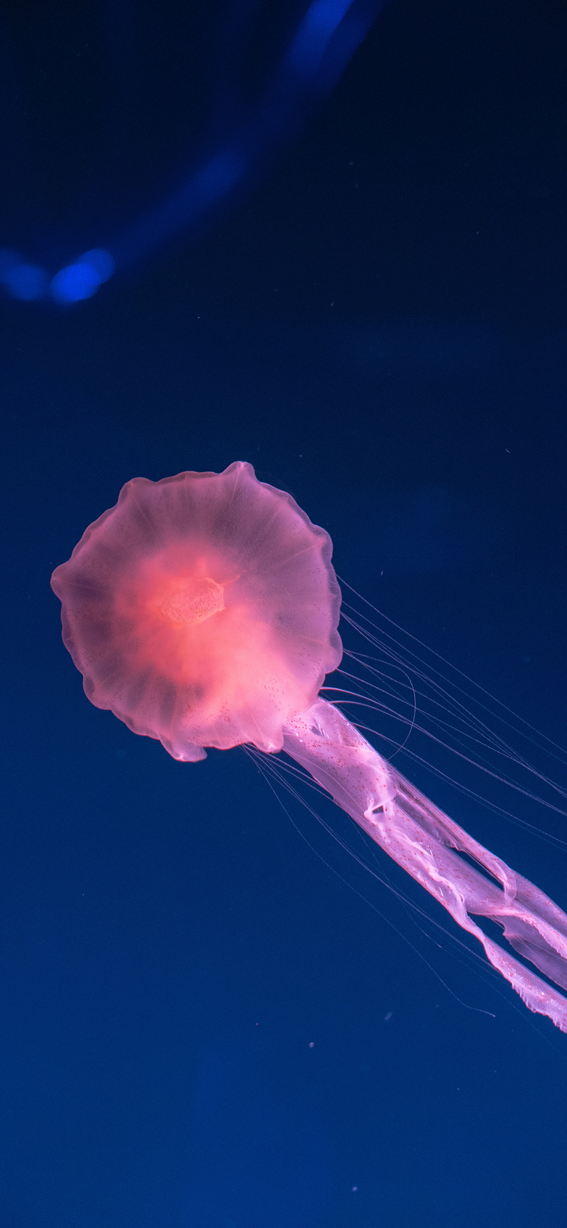 [2436×1125]海洋生物 水母 海蜇 粉色 苹果手机壁纸图片