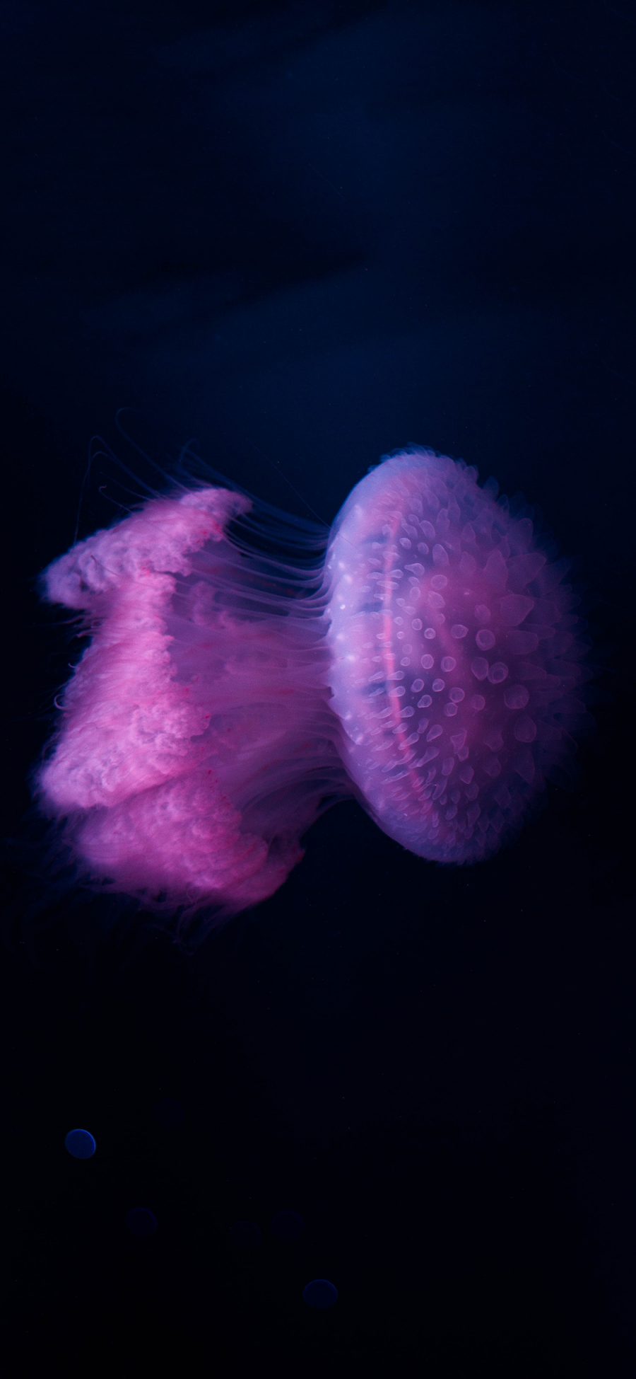 [2436×1125]海洋生物 水母 海蜇 紫色 苹果手机壁纸图片
