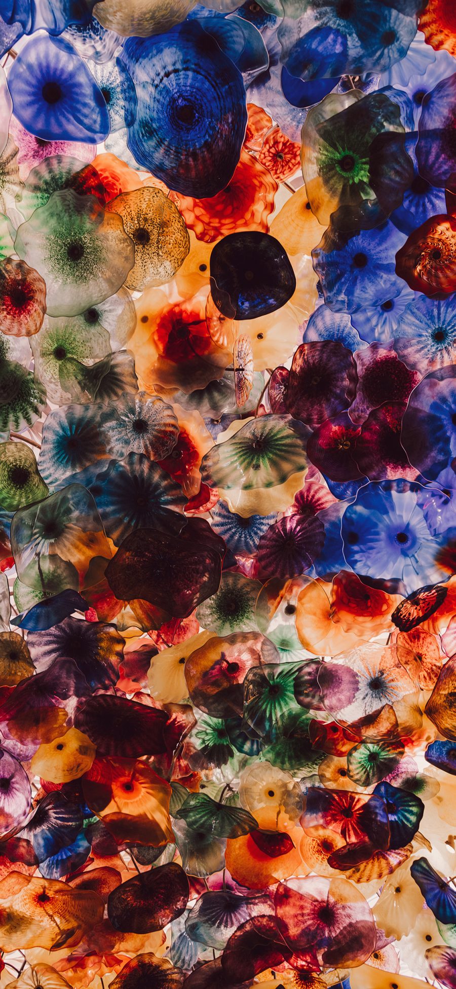 [2436×1125]海洋生物 水母 海蜇 色彩 密集 苹果手机壁纸图片