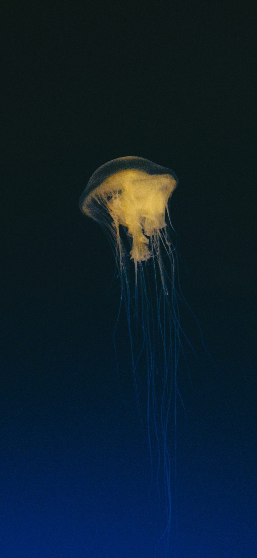 [2436×1125]海洋生物 水母 海蜇 触角 苹果手机壁纸图片