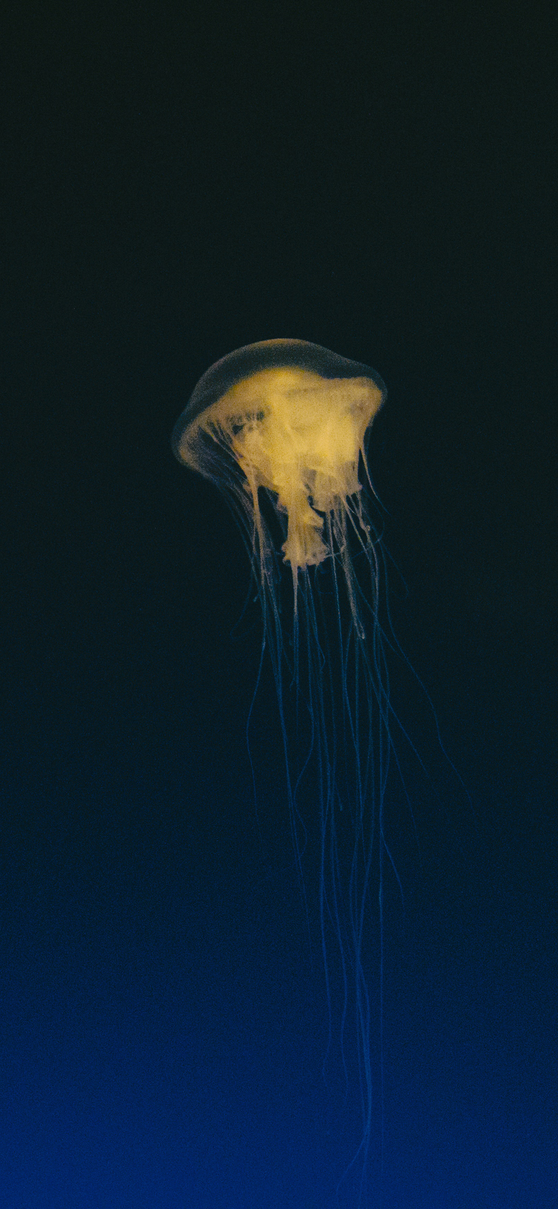 [2436×1125]海洋生物 水母 海蜇 触角 苹果手机壁纸图片