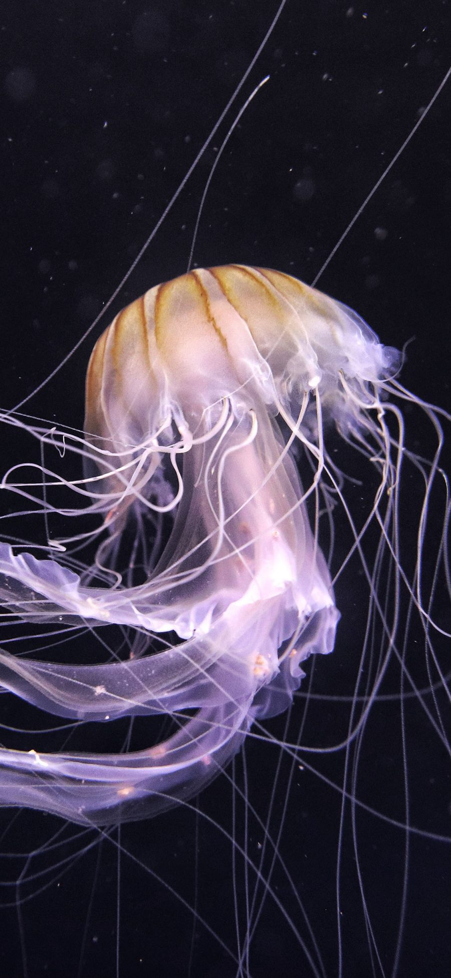 [2436×1125]海洋生物 水母 海蜇 长触脚 苹果手机壁纸图片