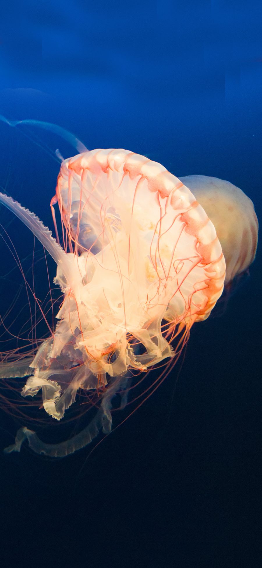 [2436×1125]海洋生物 水母 深海 漂浮 苹果手机壁纸图片