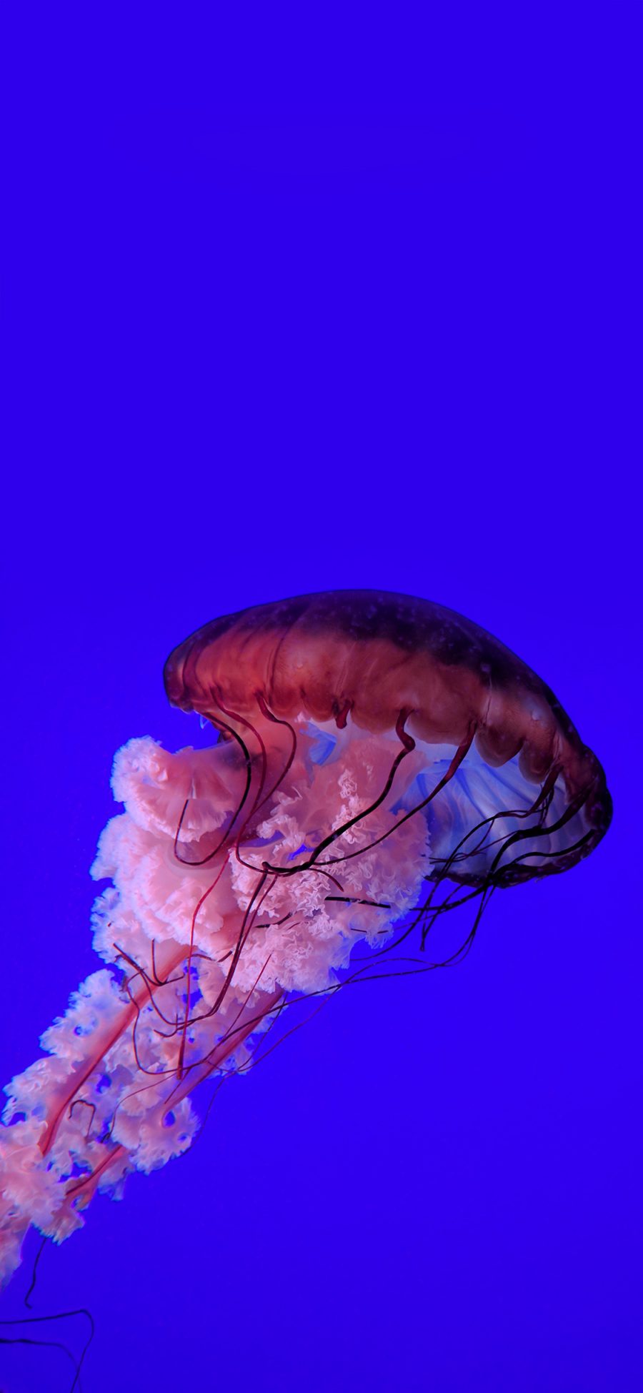 [2436×1125]海洋生物 水母 红色 梦幻 苹果手机壁纸图片