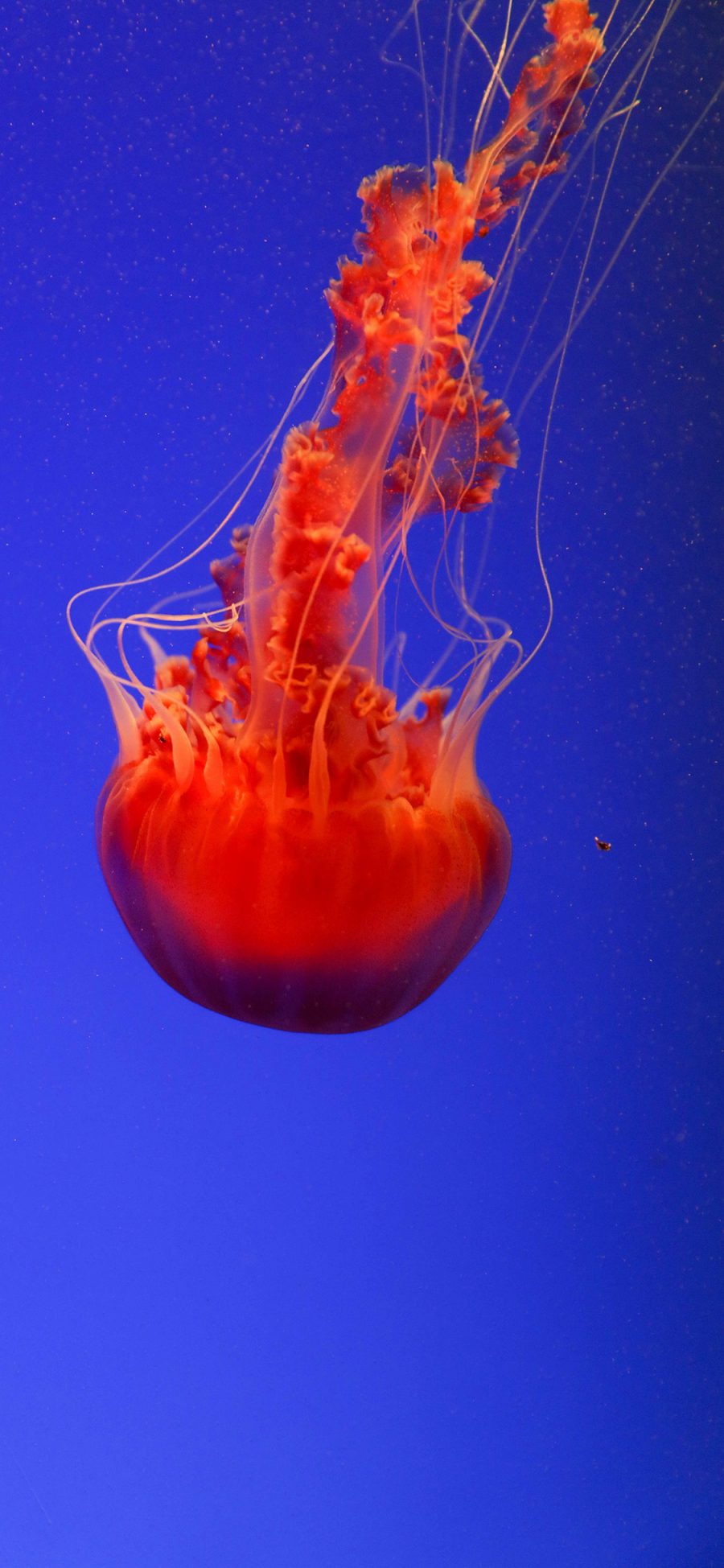 [2436×1125]海洋生物 水母 红色 海蜇 苹果手机壁纸图片