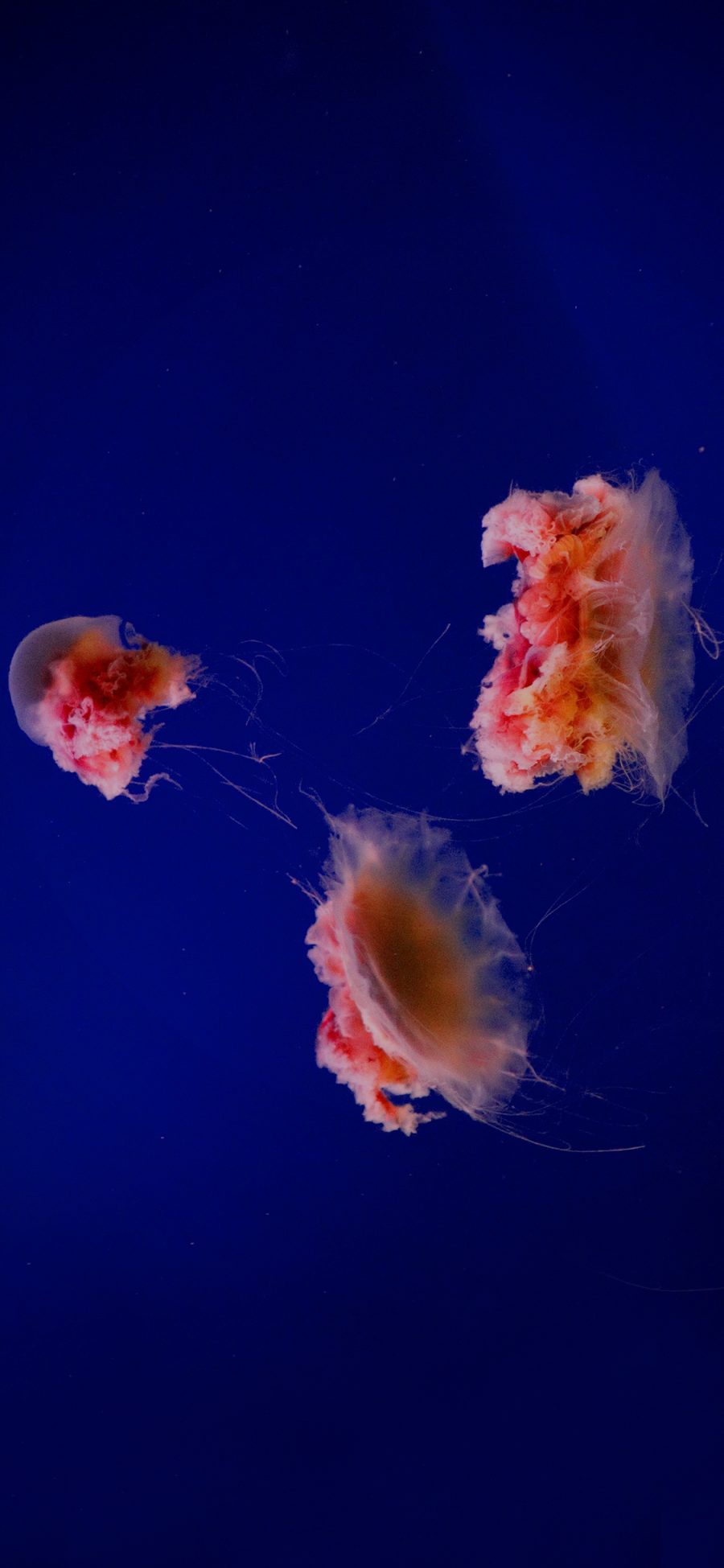 [2436×1125]海洋生物 水母 红色 触脚 苹果手机壁纸图片