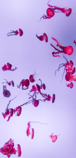 [2436x1125]海洋生物 水母 群居 粉色 迷你 苹果手机壁纸图片