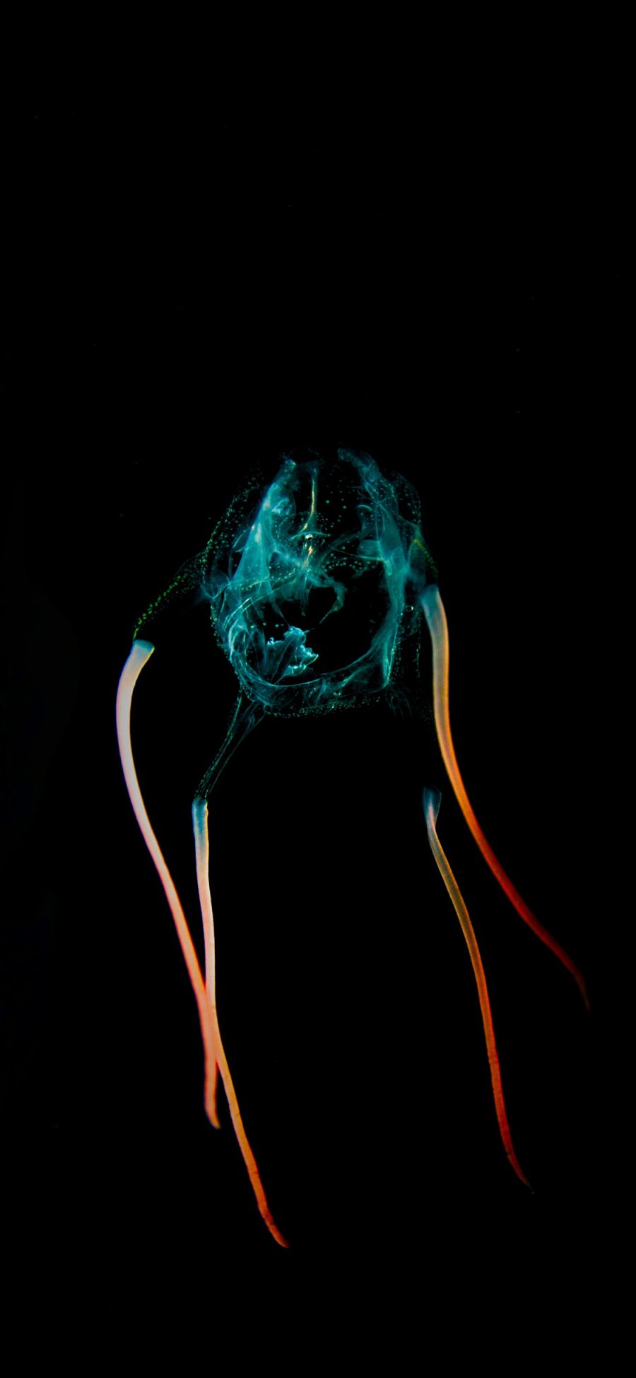 [2436×1125]海洋生物 水母 荧光 特写 苹果手机壁纸图片