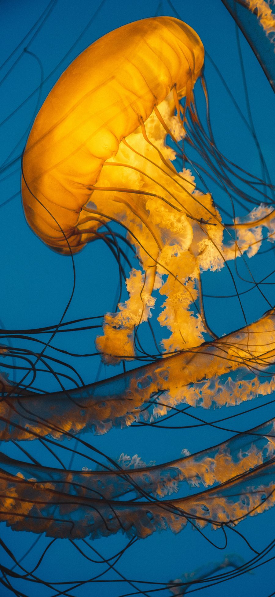 [2436×1125]海洋生物 水母 触脚 苹果手机壁纸图片