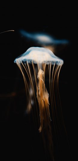 [2436x1125]海洋生物 水母 触脚 海蜇 苹果手机壁纸图片