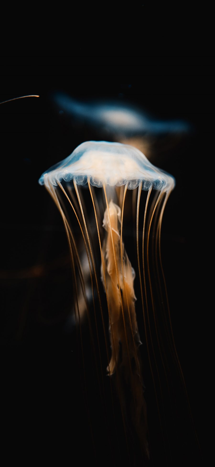 [2436×1125]海洋生物 水母 触脚 海蜇 苹果手机壁纸图片