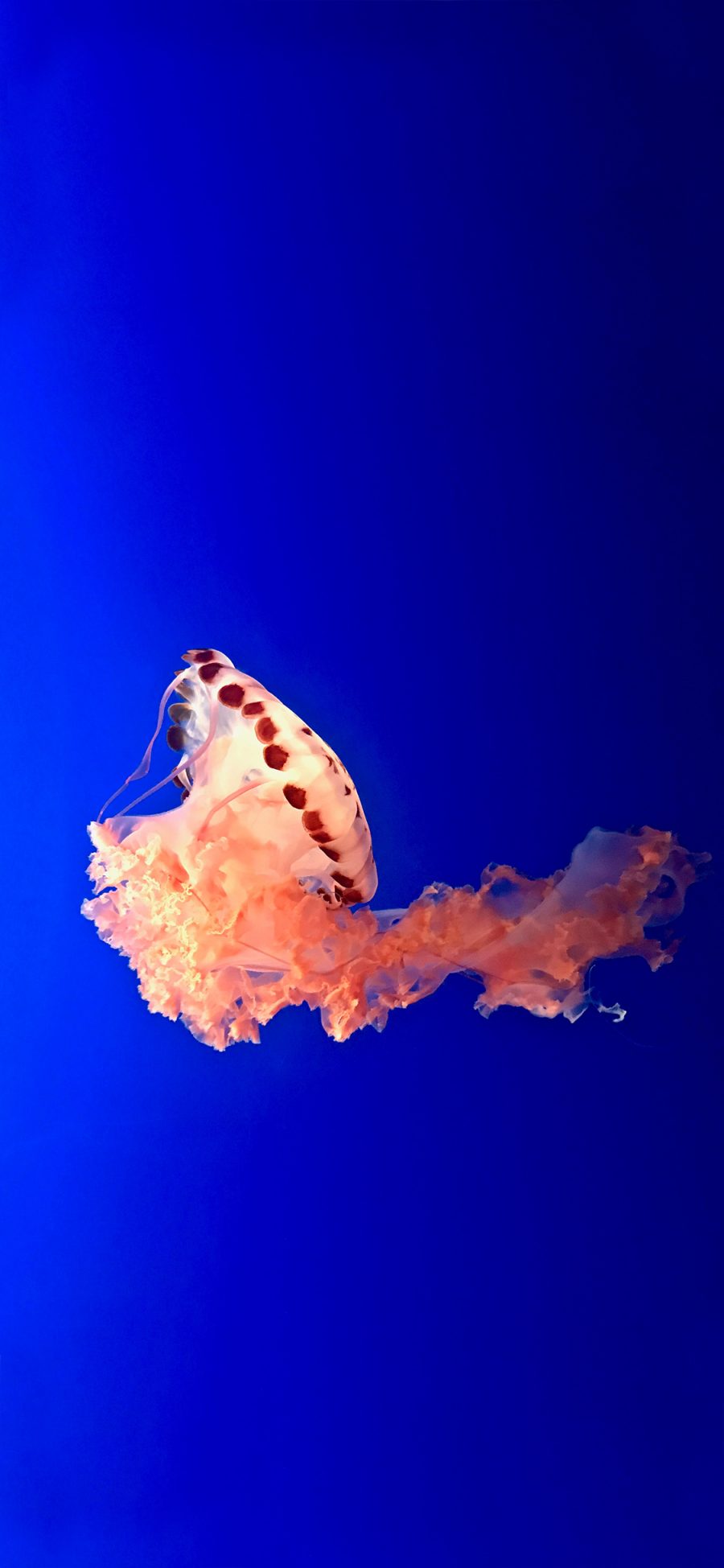 [2436×1125]海洋生物 水母 触角 透明 苹果手机壁纸图片