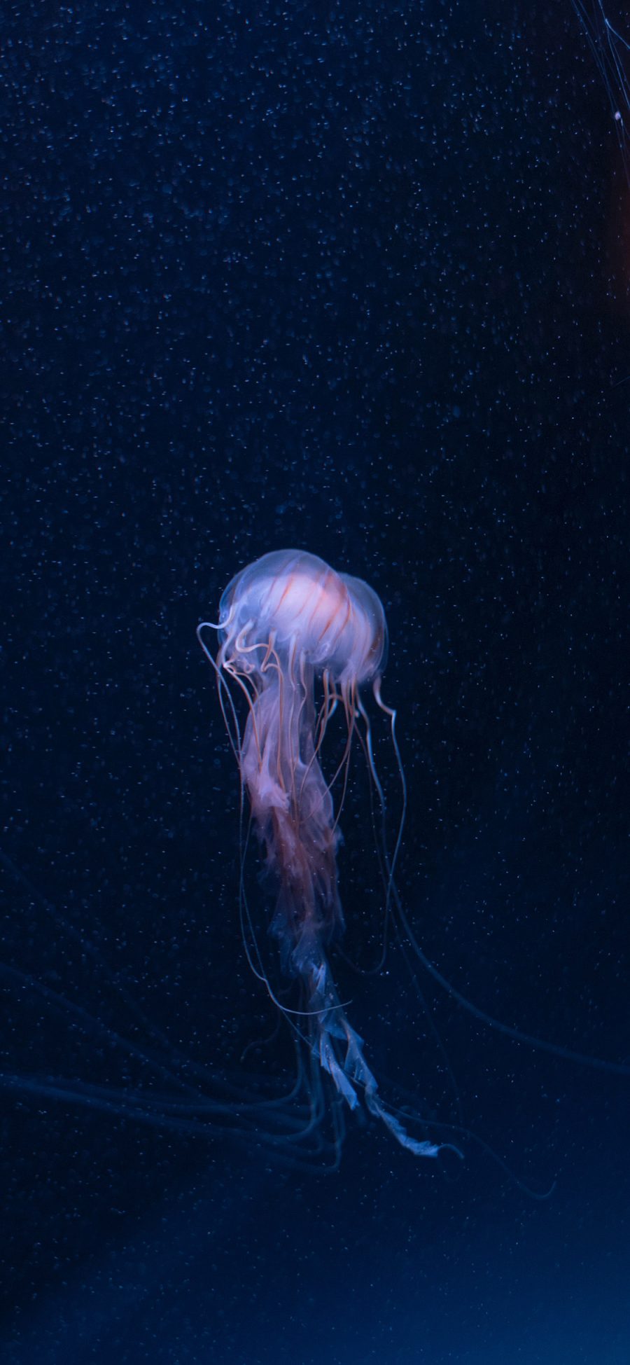 [2436×1125]海洋生物 水母 透明 触脚 苹果手机壁纸图片