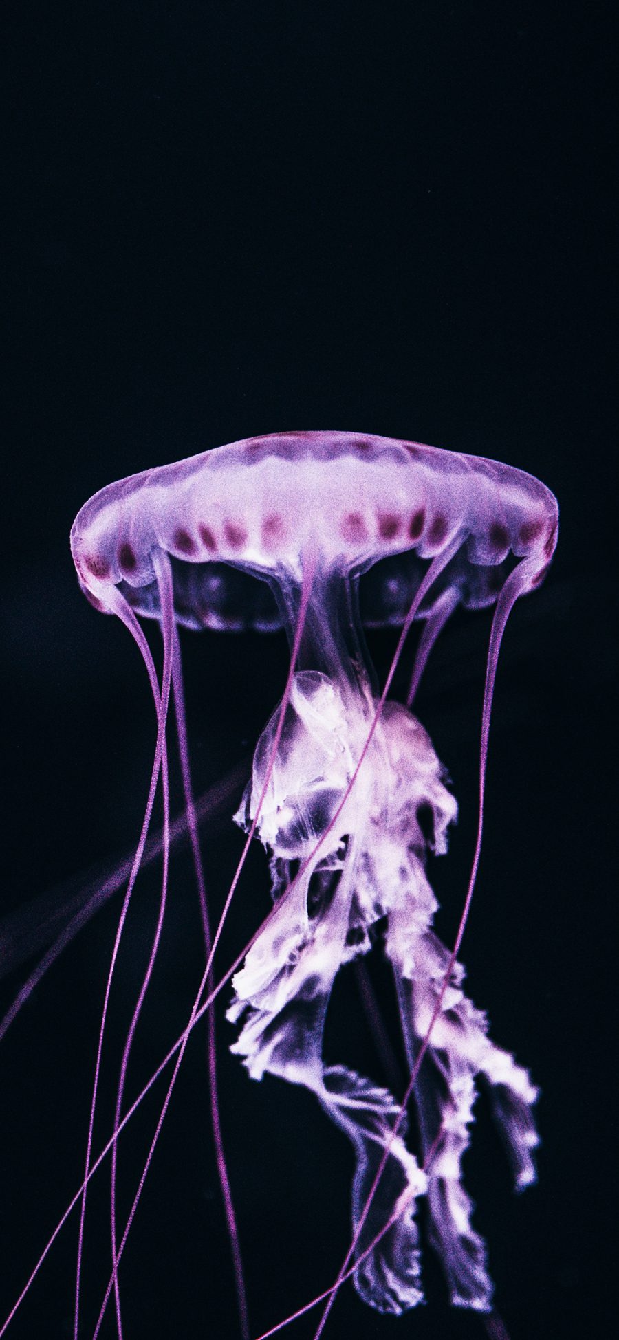 [2436×1125]海洋生物 水母 透明 触角 苹果手机壁纸图片
