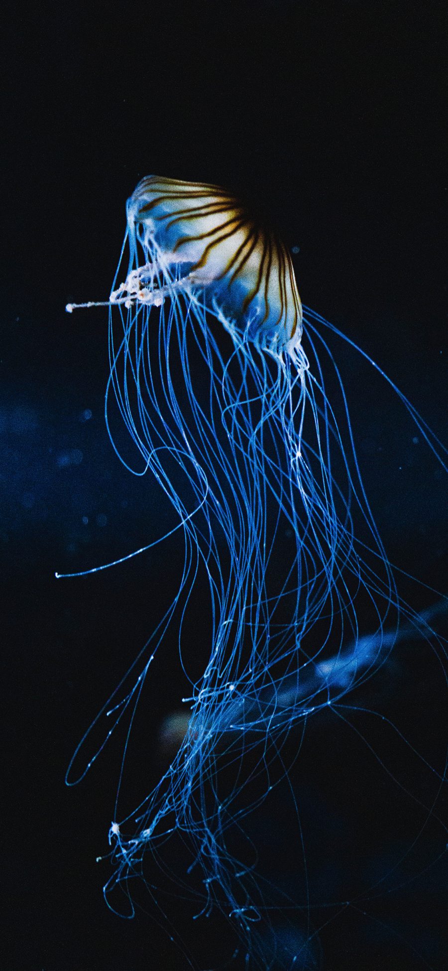 [2436×1125]海洋生物 水母 长触脚 海蜇 苹果手机壁纸图片