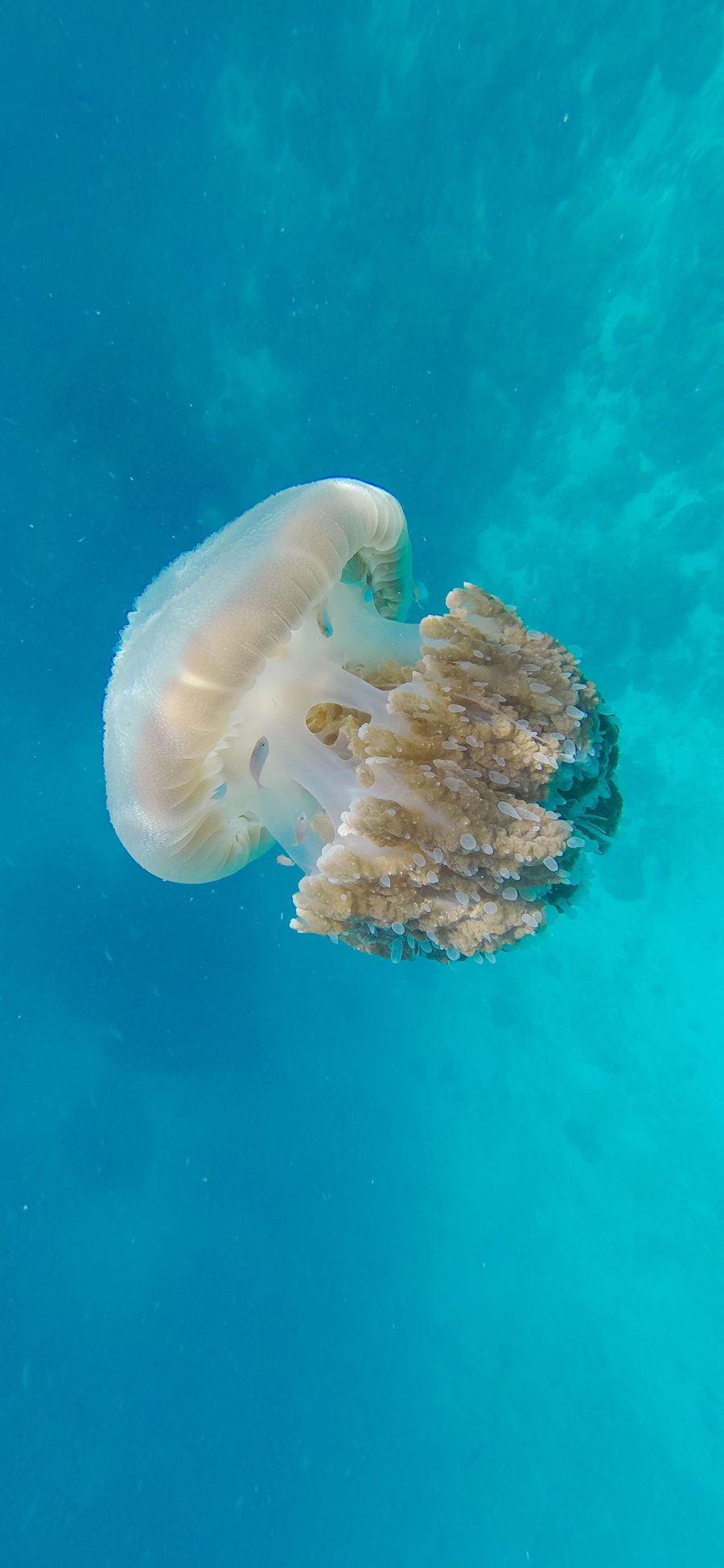 [2436×1125]海洋生物 水母 黄色 游泳 苹果手机壁纸图片