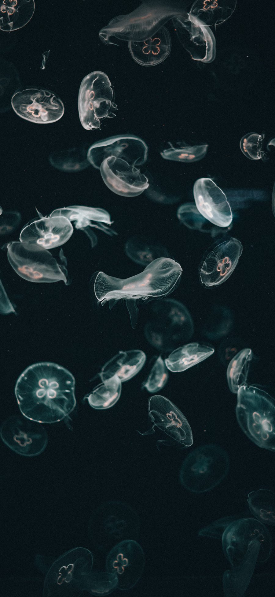 [2436×1125]海洋生物 水母群 海蜇 浮游生物 苹果手机壁纸图片