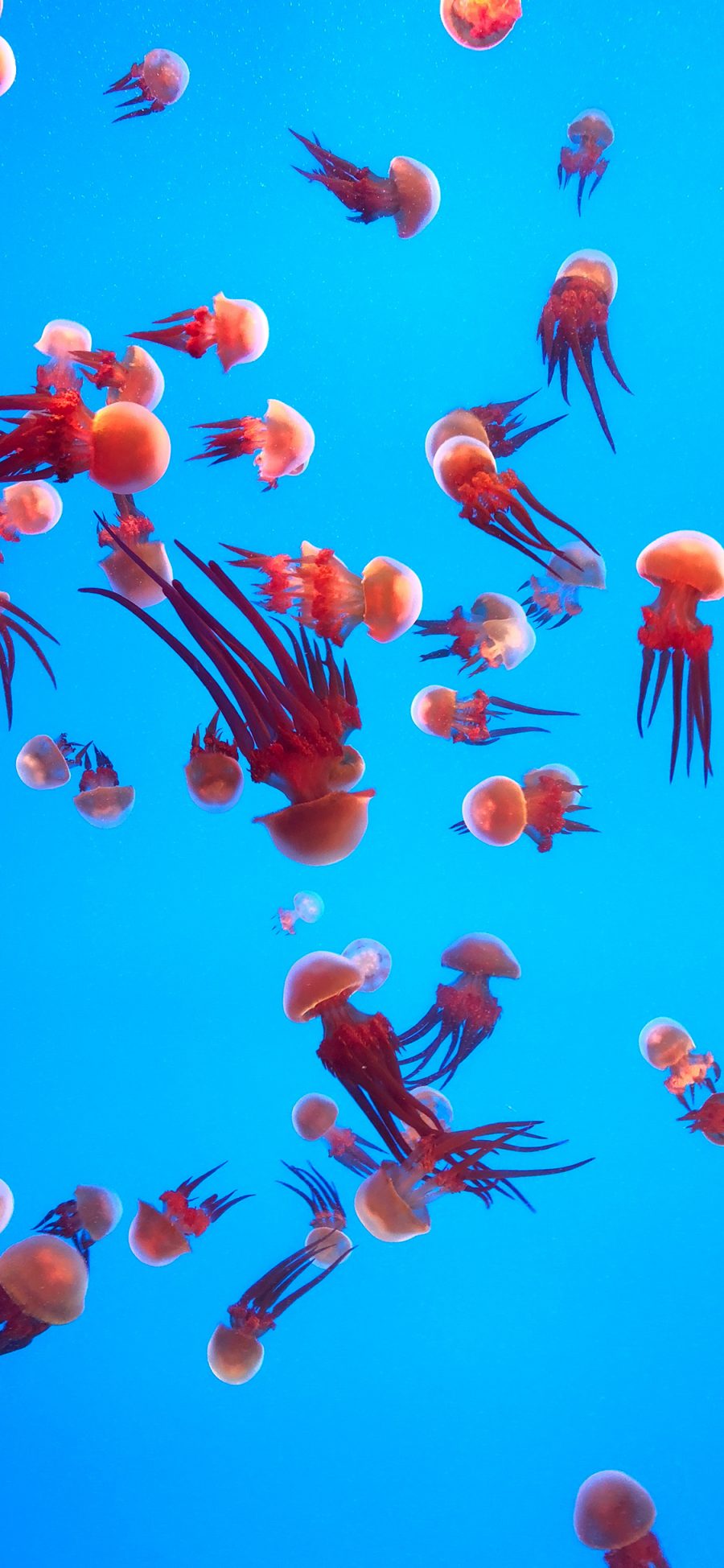 [2436×1125]海洋生物 水母群 海蜇 群居 苹果手机壁纸图片