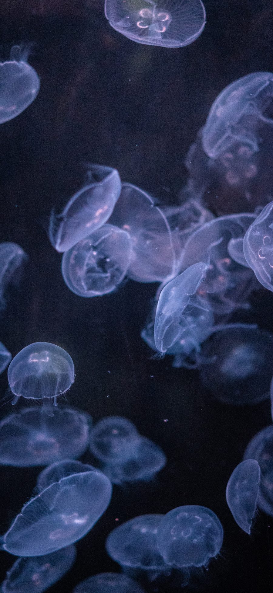 [2436×1125]海洋生物 浮游 水母 密集 苹果手机壁纸图片