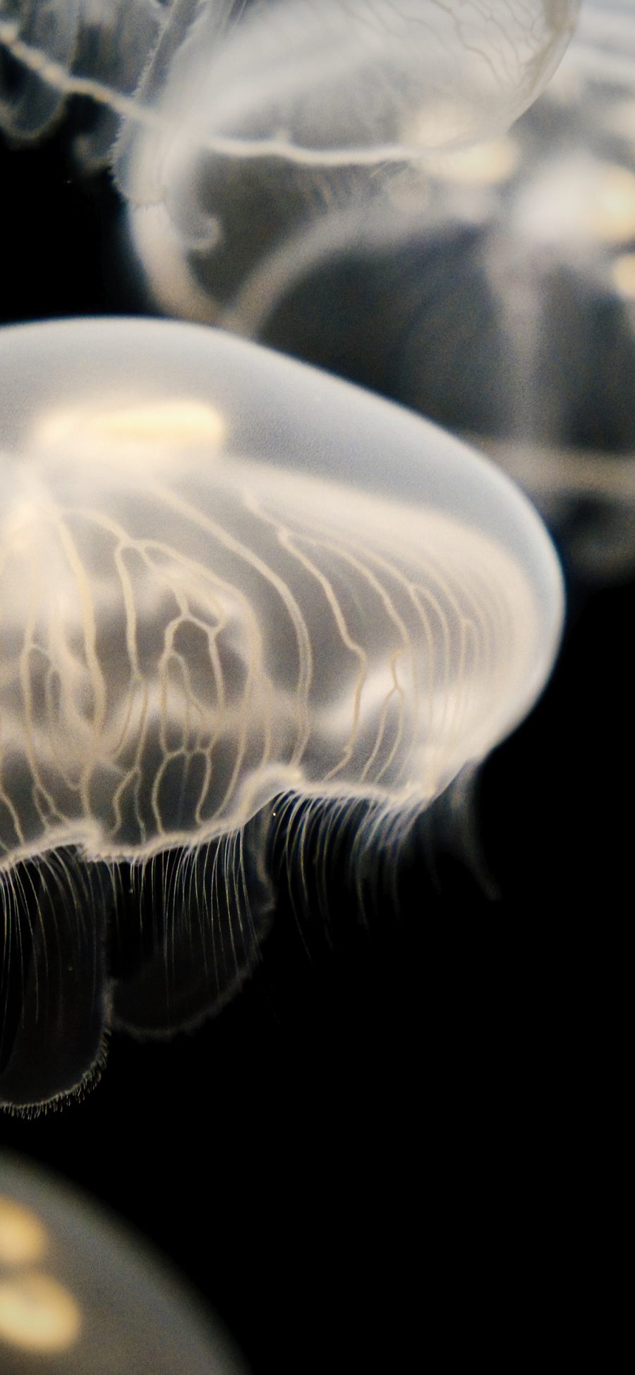 [2436×1125]海洋生物 浮游 水母 海蜇 苹果手机壁纸图片