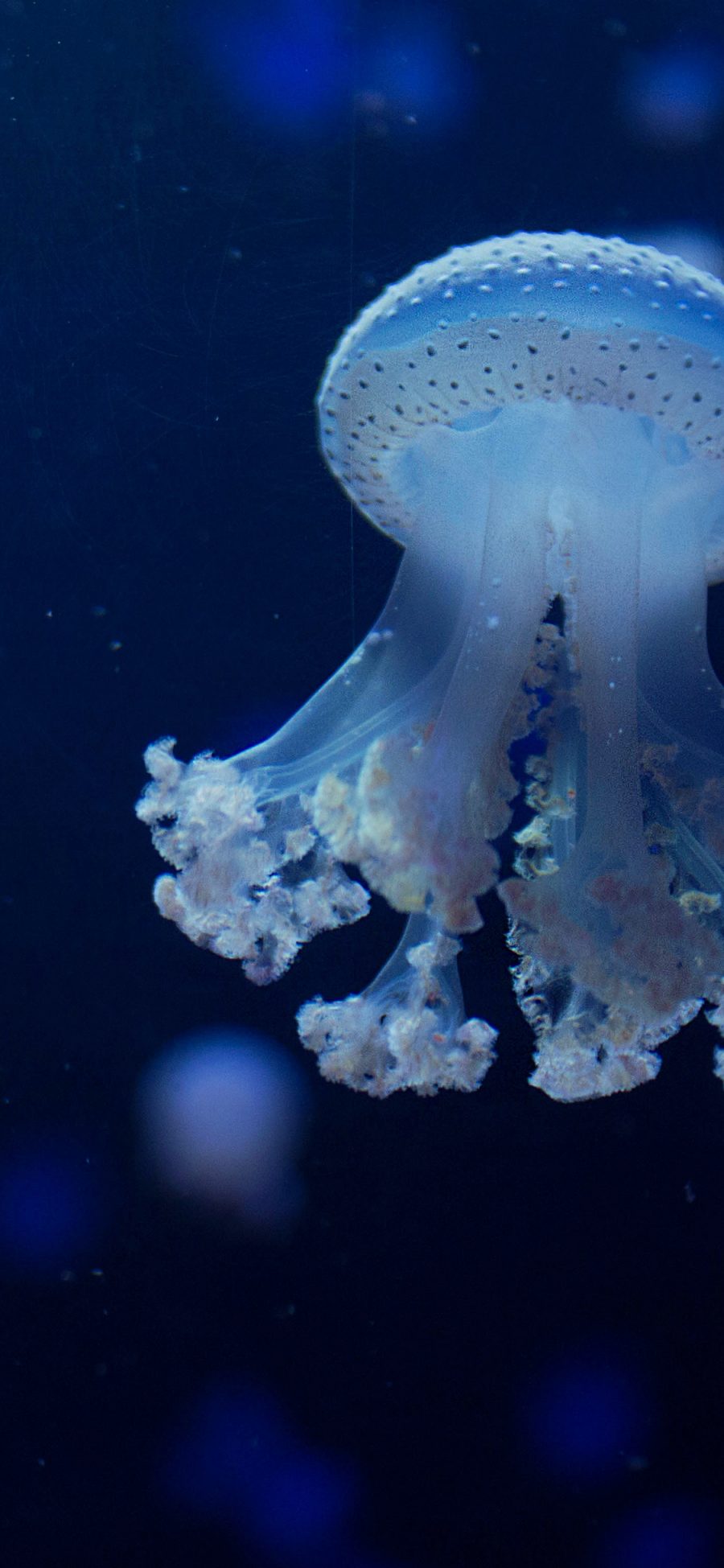 [2436×1125]海洋生物 浮游 海蜇 随波逐流 苹果手机壁纸图片