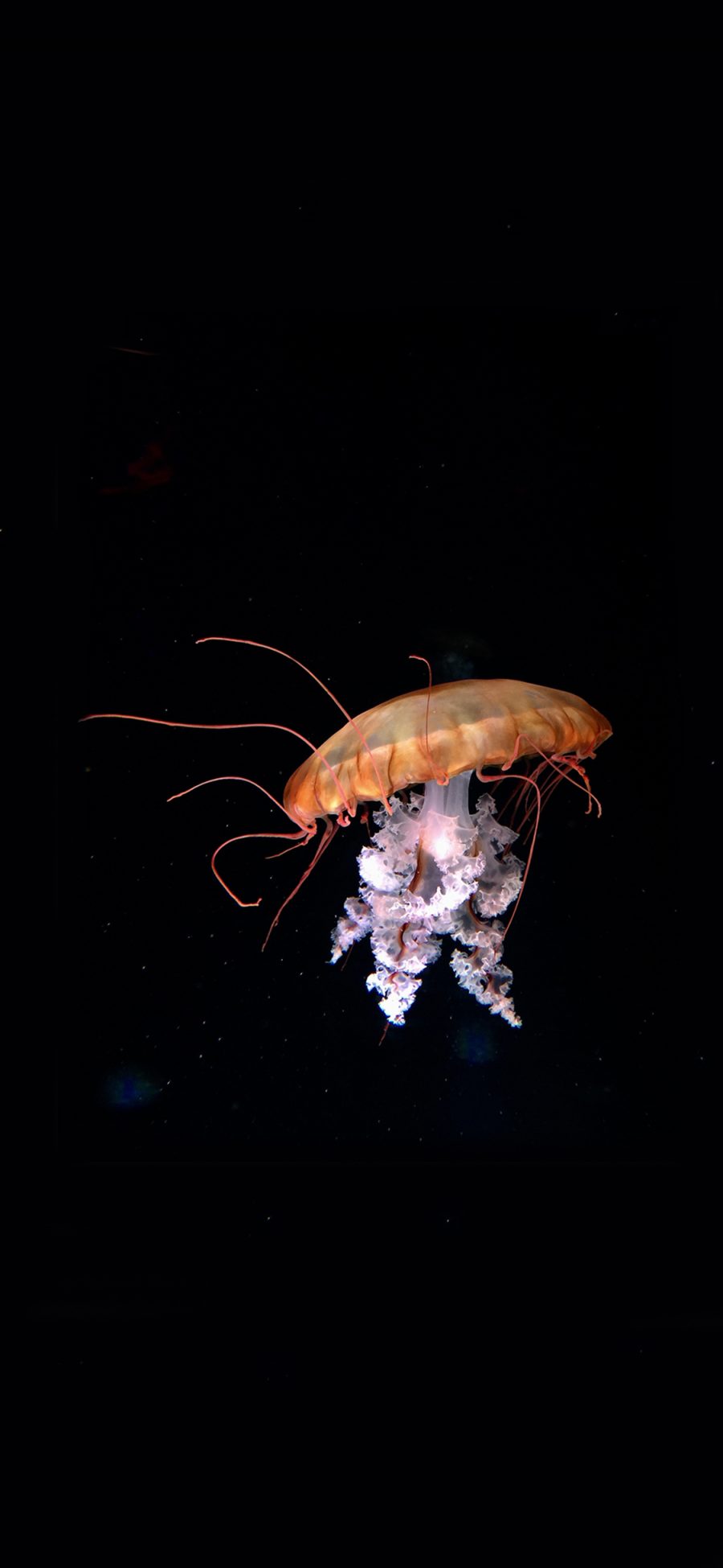 [2436×1125]海洋生物 海底 色彩 柔软 苹果手机壁纸图片