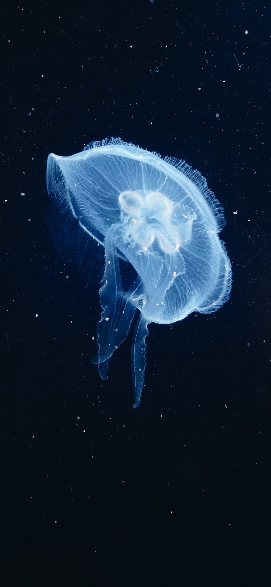 [2436×1125]海洋生物 海底 荧光 唯美 苹果手机壁纸图片